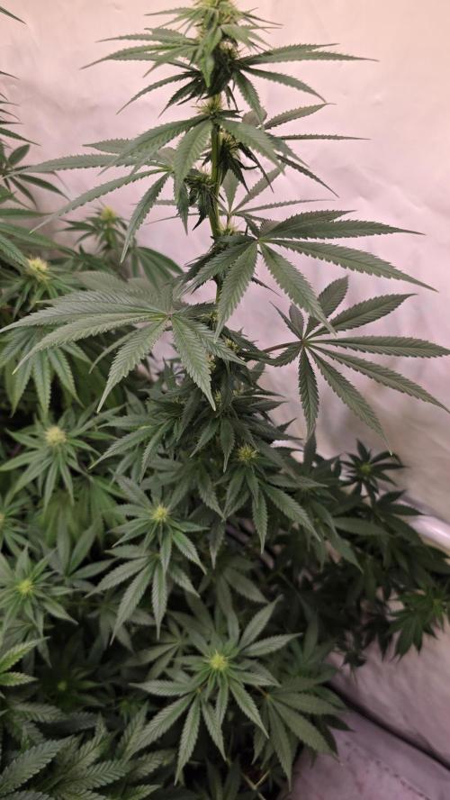 Banana Brawler. Week 9