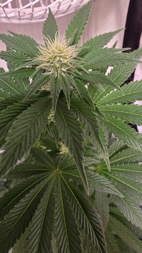 Isla mirage. Week 9