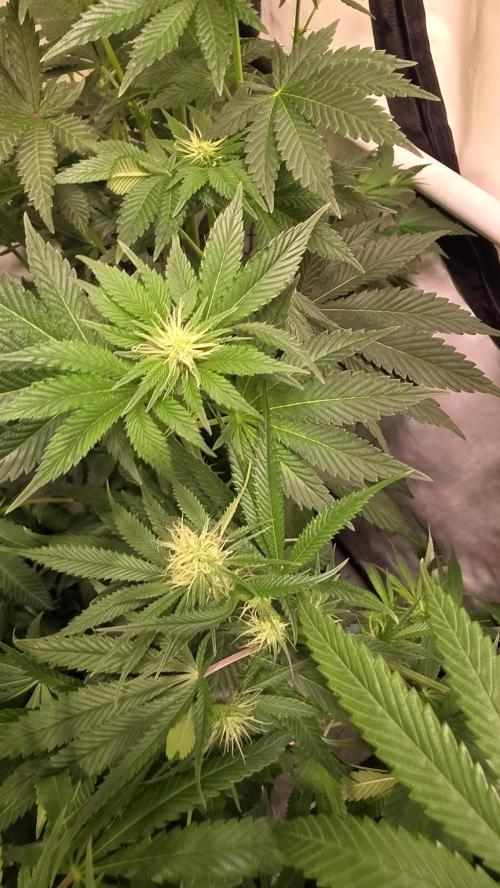 Isla mirage. Week 9