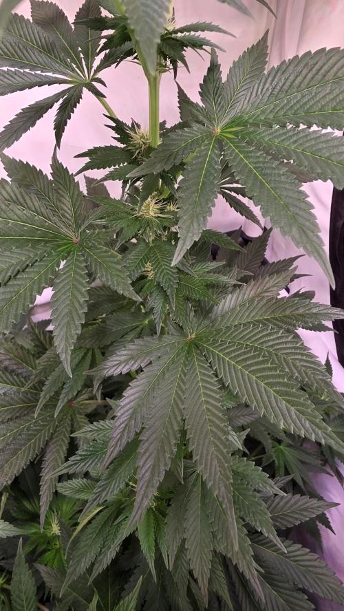 Isla mirage. Week 9