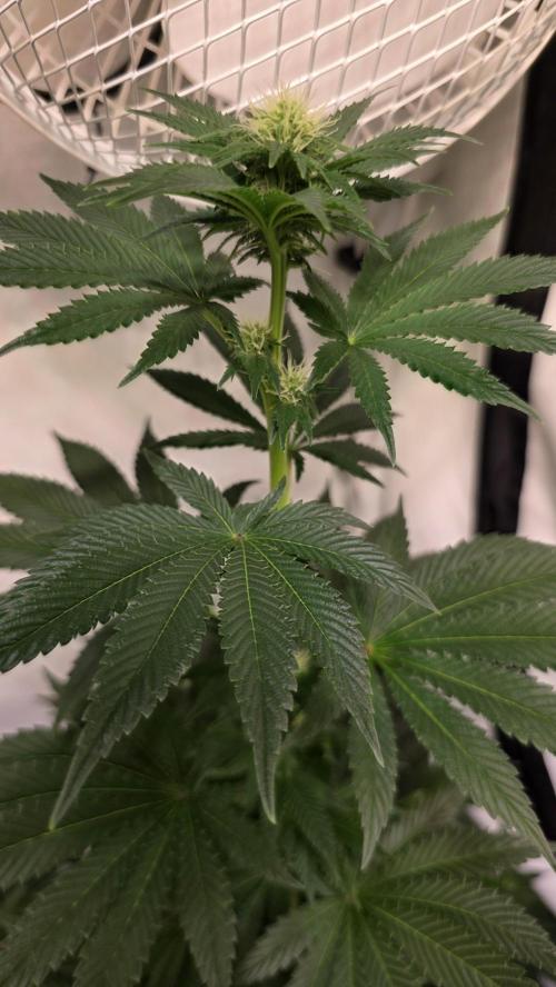 Isla mirage. Week 9