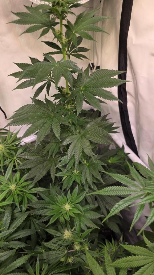 Isla mirage. Week 9