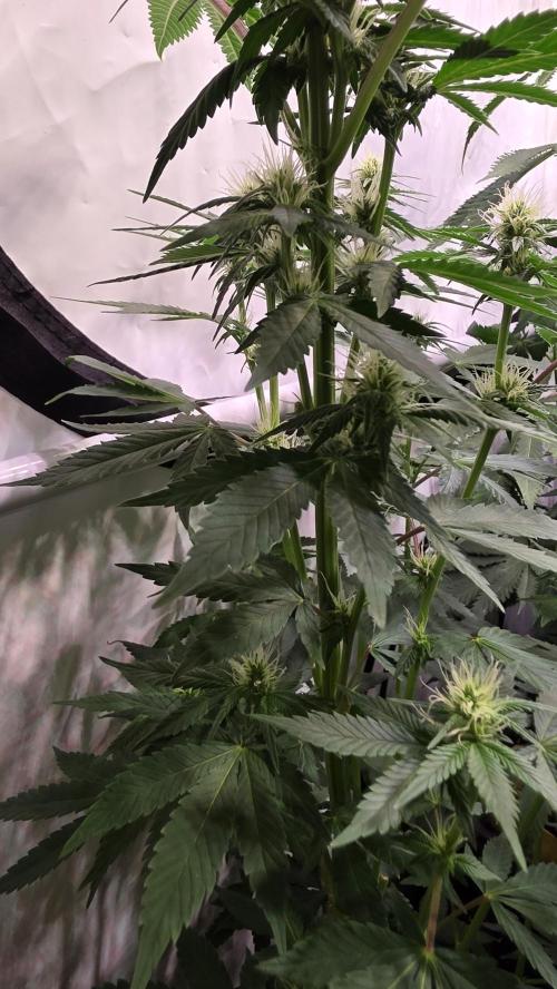 Mexican Sativa. Week 9