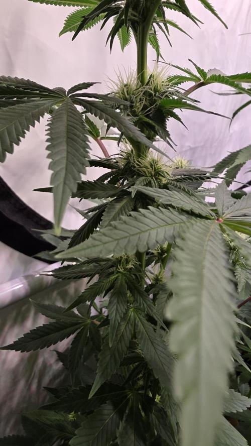 Mexican Sativa. Week 9