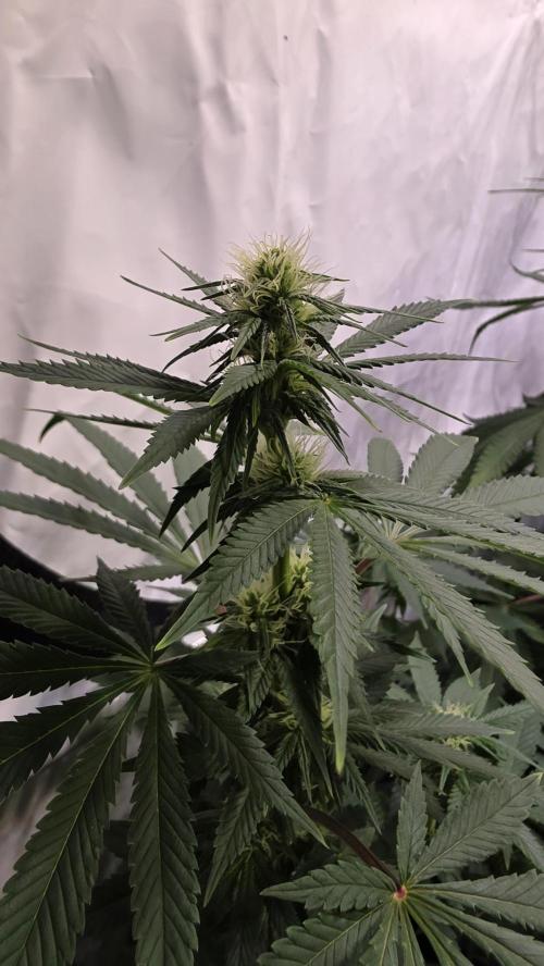 Mexican Sativa. Week 9