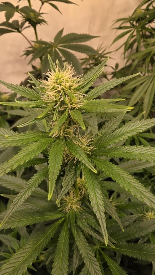 Clementine Slush. Week 9