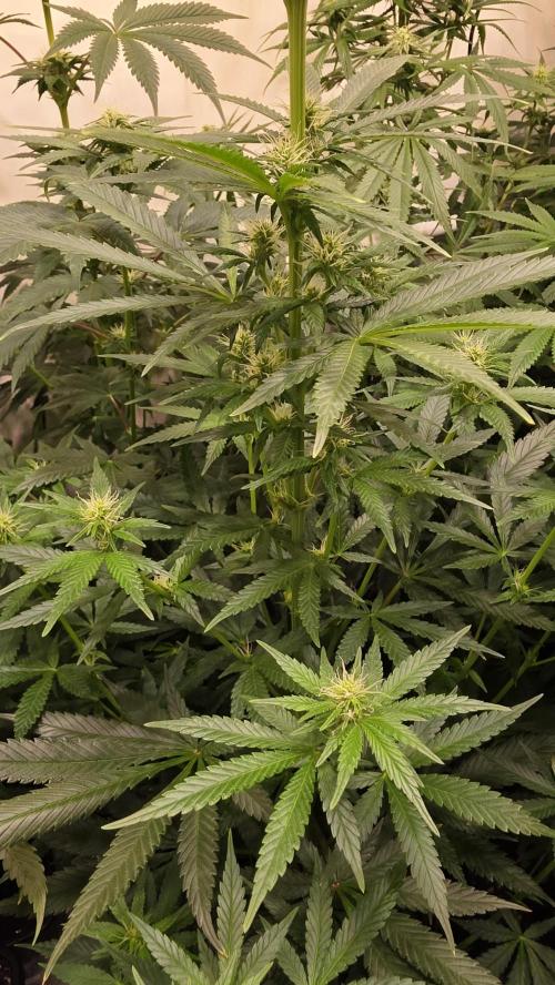 Clementine Slush. Week 9