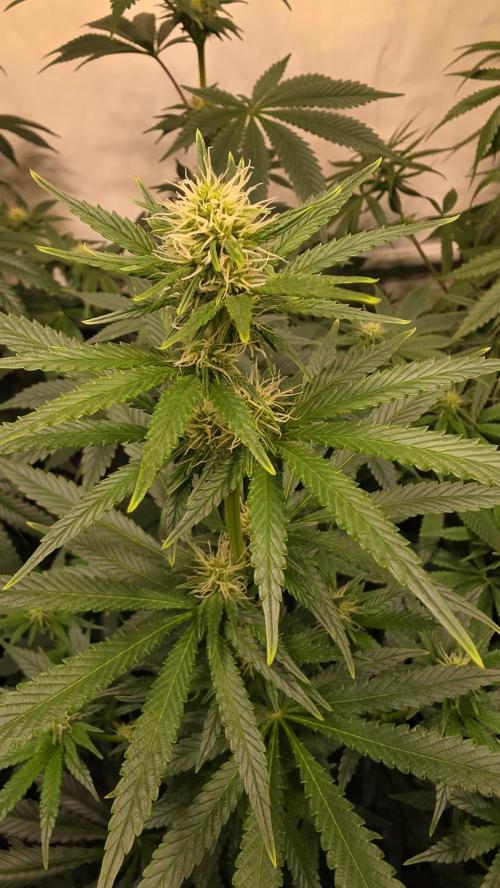 Clementine Slush. Week 9