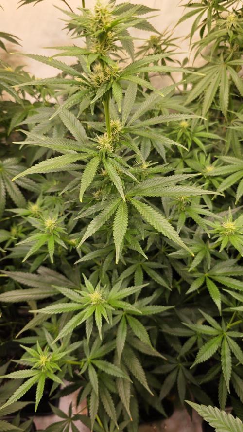 Clementine Slush. Week 9