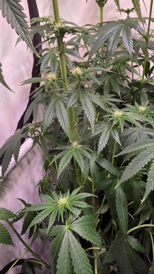 Chikita Manzana. Week 9