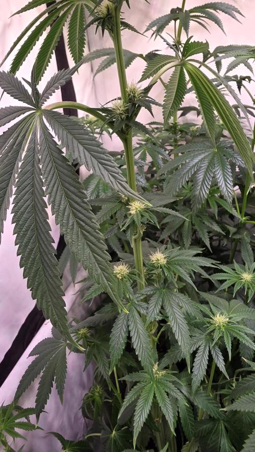 Chikita Manzana. Week 9