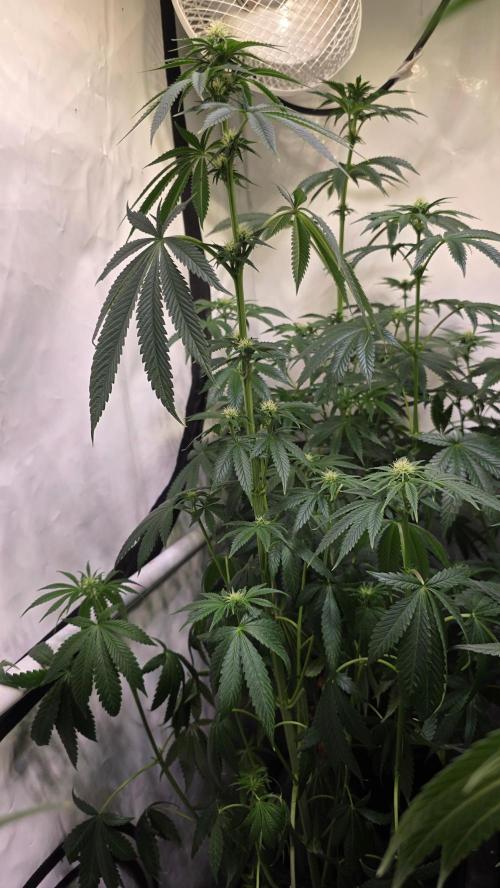 Chikita Manzana. Week 9