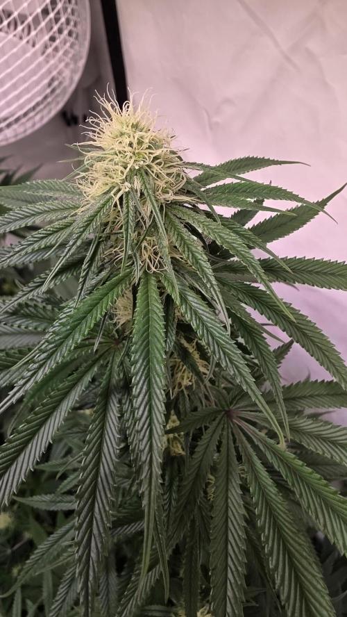 Honey Dipper. Week 9