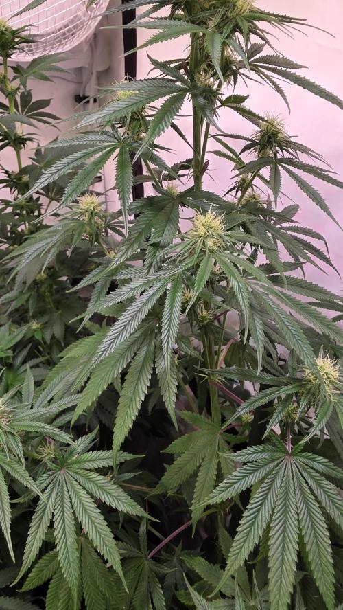 Honey Dipper. Week 9