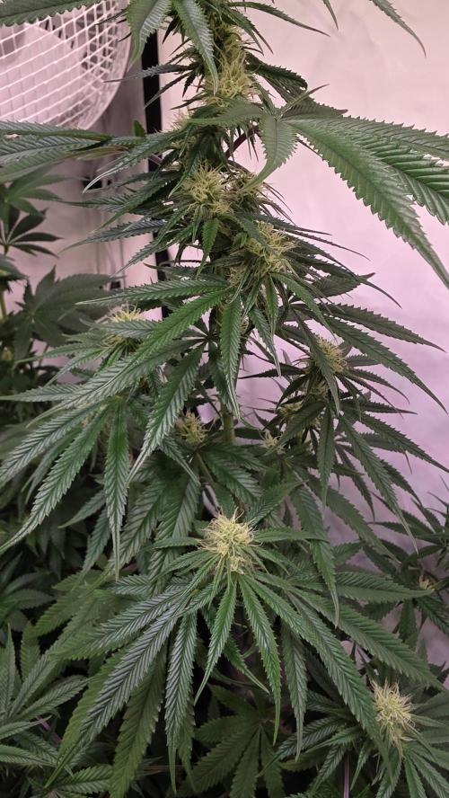 Honey Dipper. Week 9