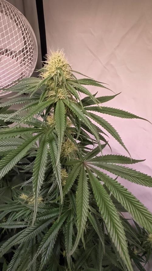 Honey Dipper. Week 9