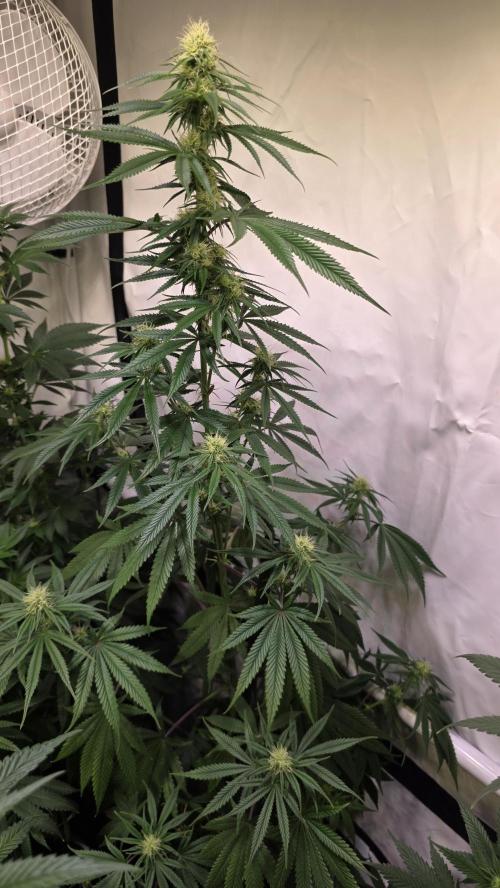 Honey Dipper. Week 9