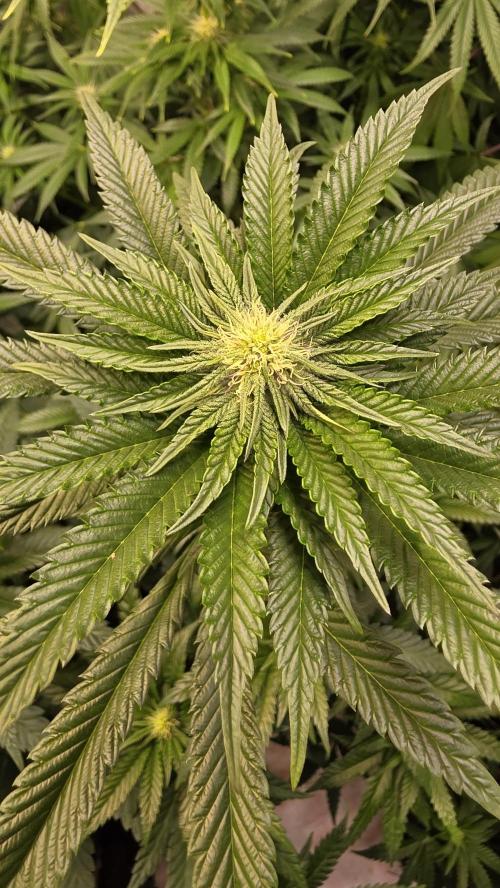 Ztrawberry. Week 9