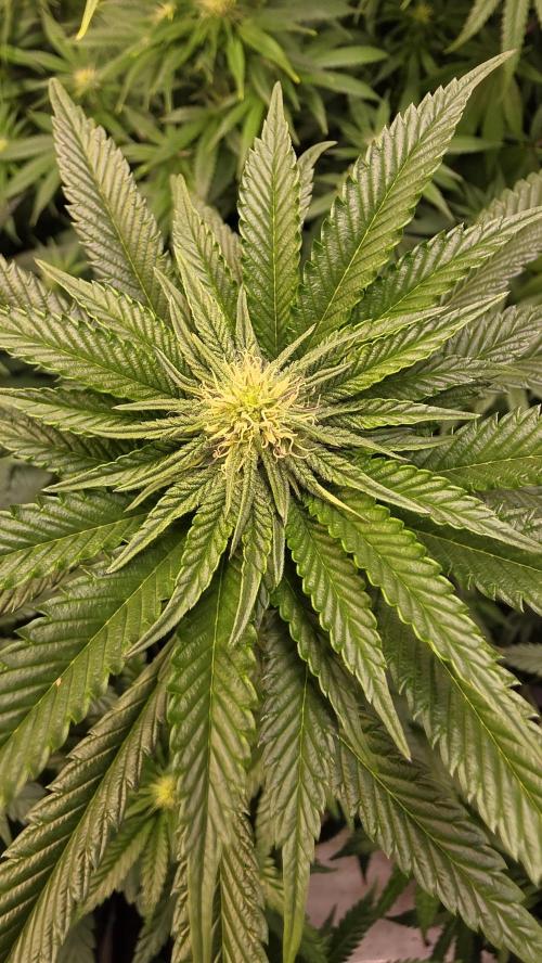 Ztrawberry. Week 9