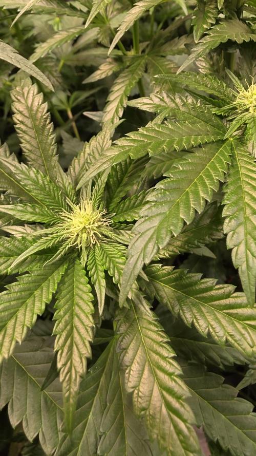 Ztrawberry. Week 9