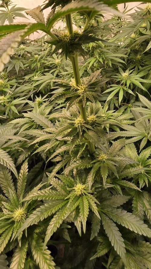Ztrawberry. Week 9
