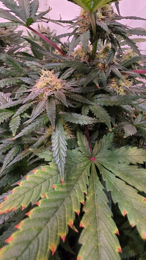 Mandarin Cookies. Week 11