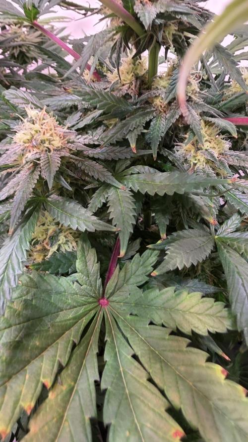 Mandarin Cookies. Week 11