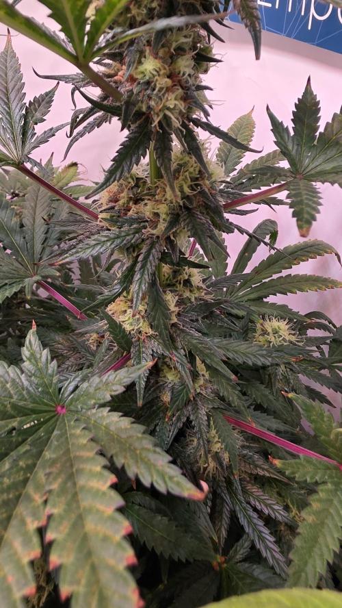Mandarin Cookies. Week 11