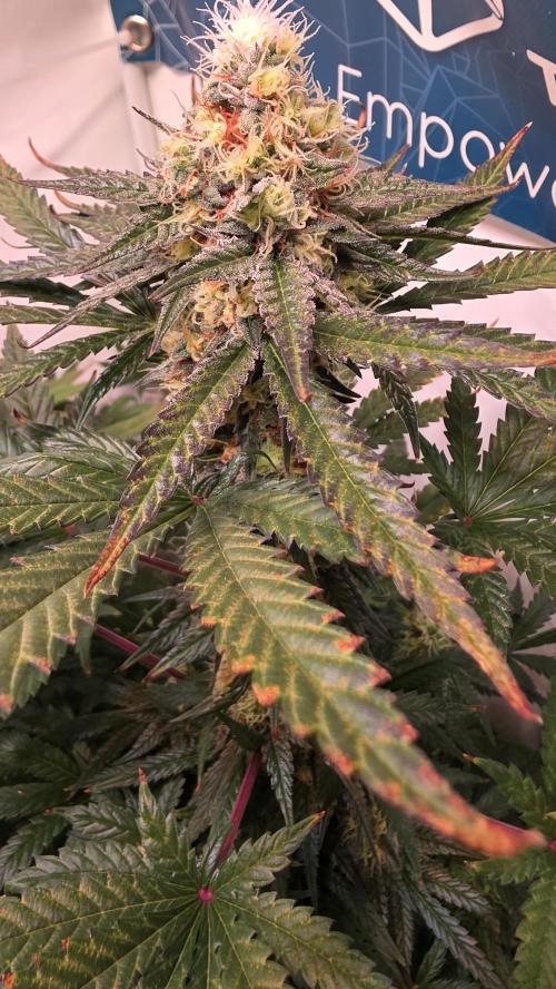 Mandarin Cookies. Week 11