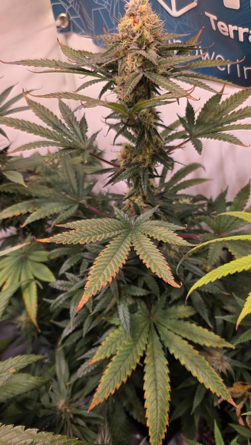 Mandarin Cookies. Week 11