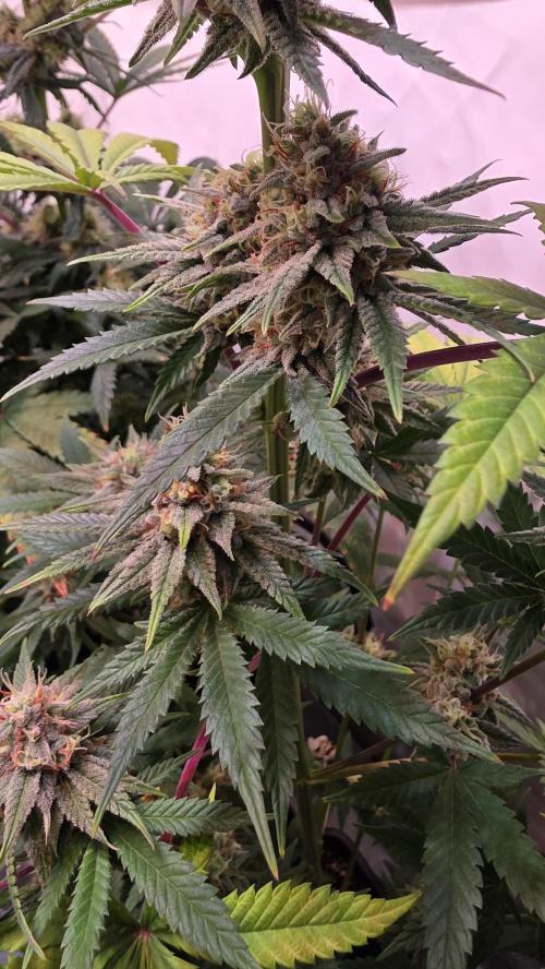 Purple Lemonade. Week 11