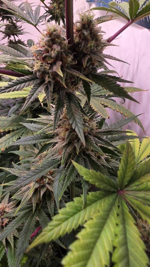 Purple Lemonade. Week 11