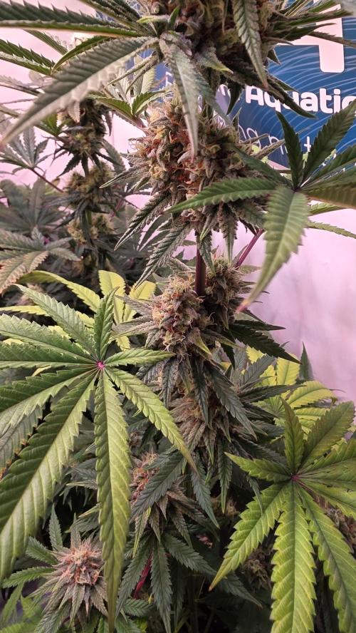 Purple Lemonade. Week 11