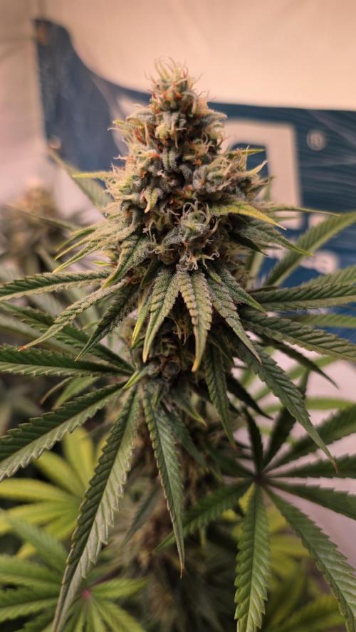 Purple Lemonade. Week 11