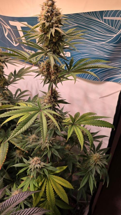 Purple Lemonade. Week 11