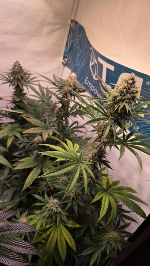 Black Cherry Punch. Week 11