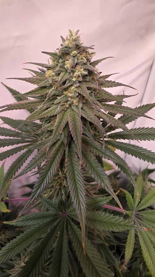 Black Cherry Punch. Week 11