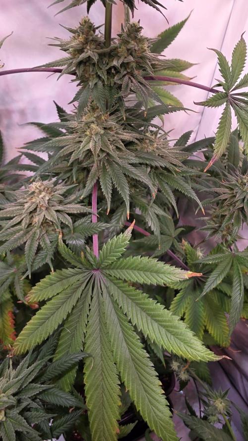 Black Cherry Punch. Week 11