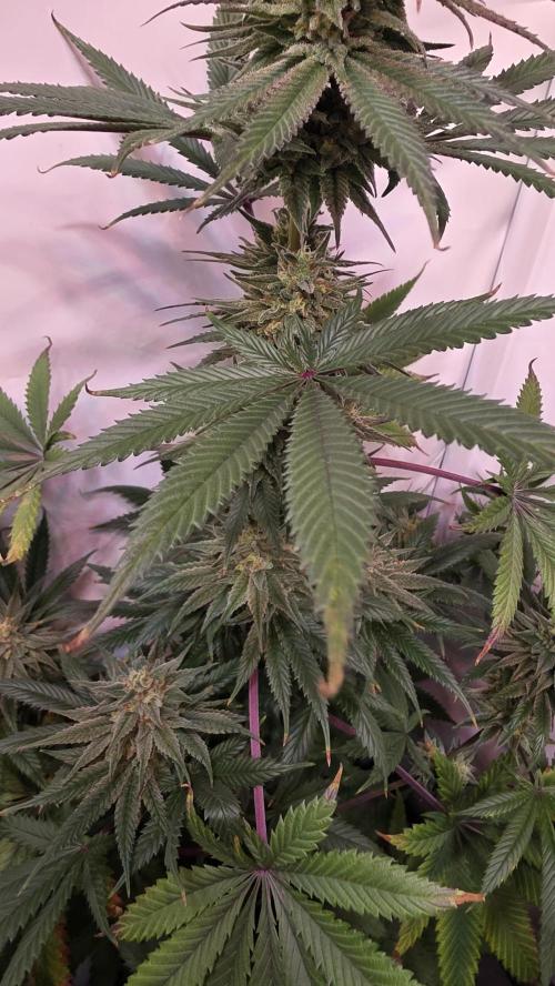Black Cherry Punch. Week 11