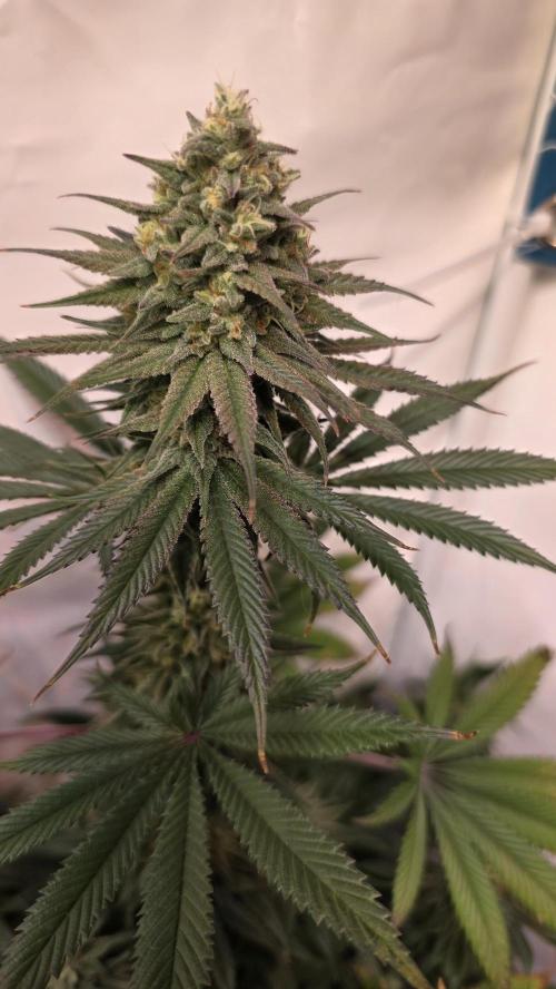 Black Cherry Punch. Week 11