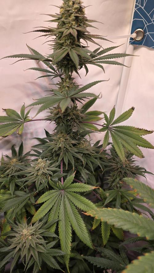 Black Cherry Punch. Week 11