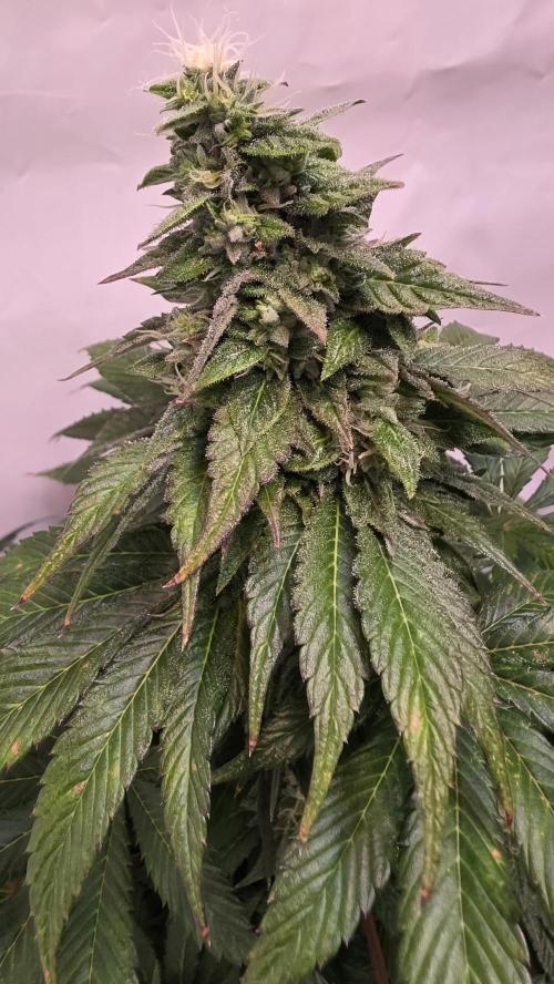 Dosimosa. Week 11