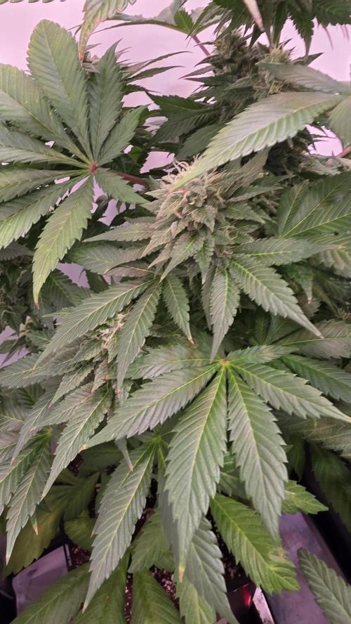 Dosimosa. Week 11