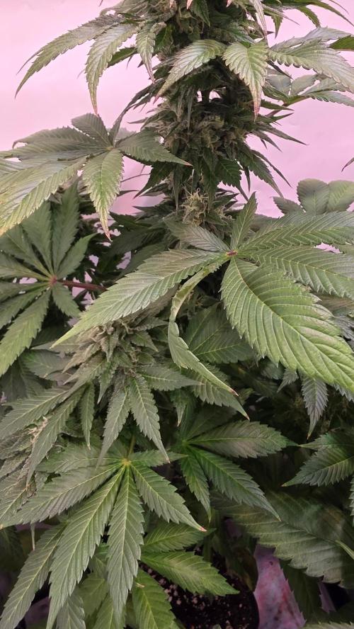 Dosimosa. Week 11