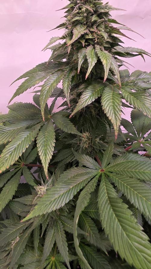 Dosimosa. Week 11