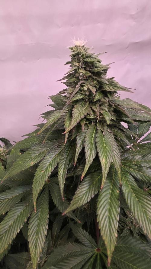 Dosimosa. Week 11
