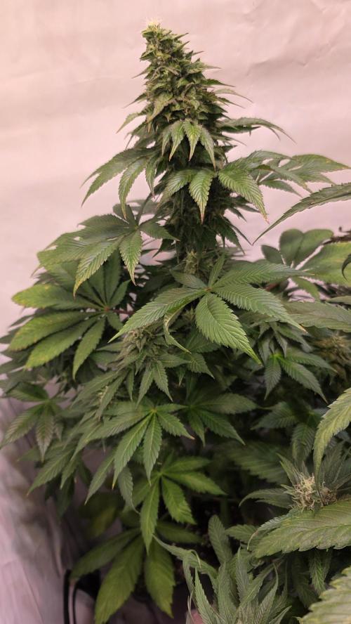Dosimosa. Week 11