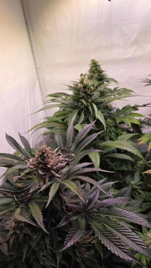 Papaya Jealousy. Week 11