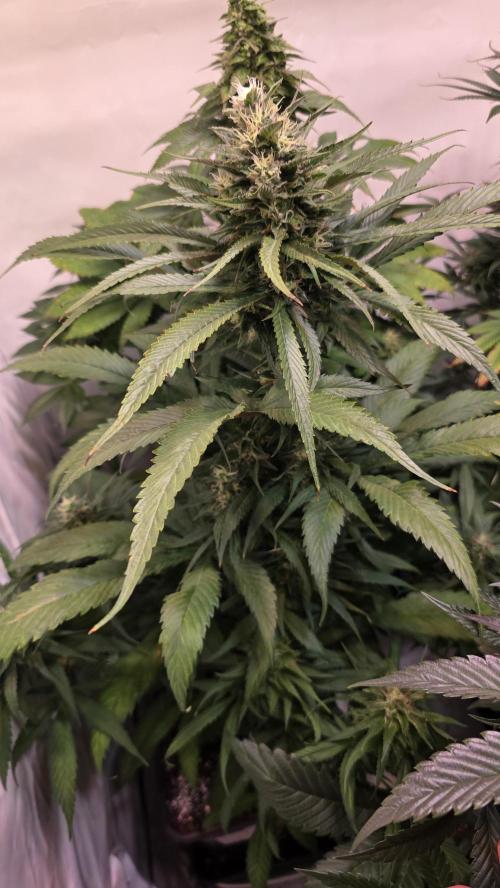 Papaya Jealousy. Week 11