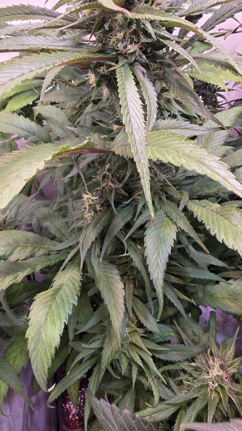 Papaya Jealousy. Week 11